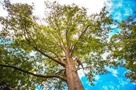 How Our Tree Care Process Works  in  Williamstown, WV
