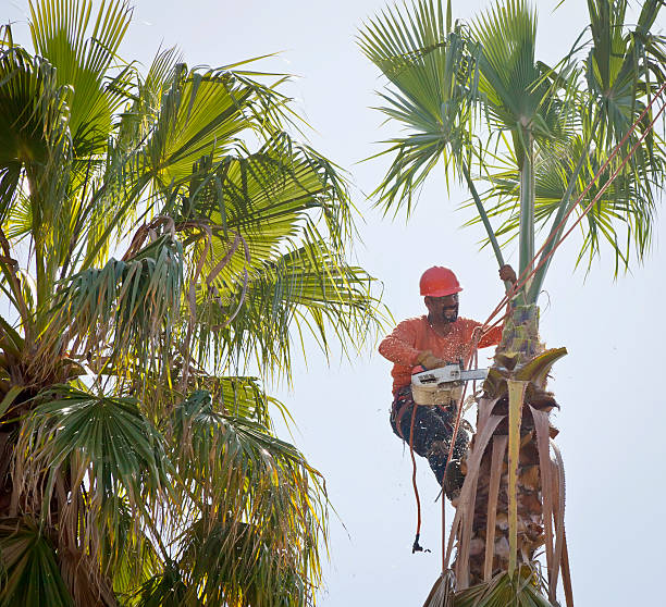 Professional Tree Services in Williamstown, WV