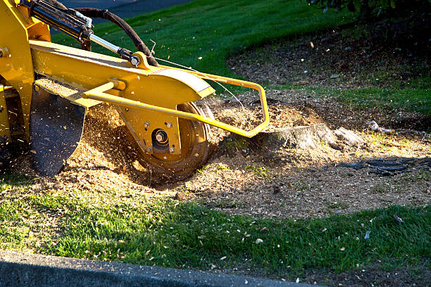 Best Lawn Mowing  in Williamstown, WV