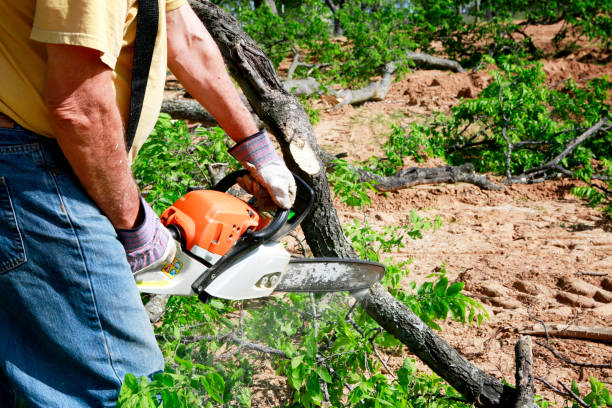 Best Tree Health Inspection  in Williamstown, WV